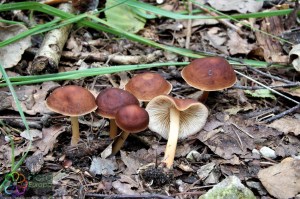 collybia butyracea butyraceae